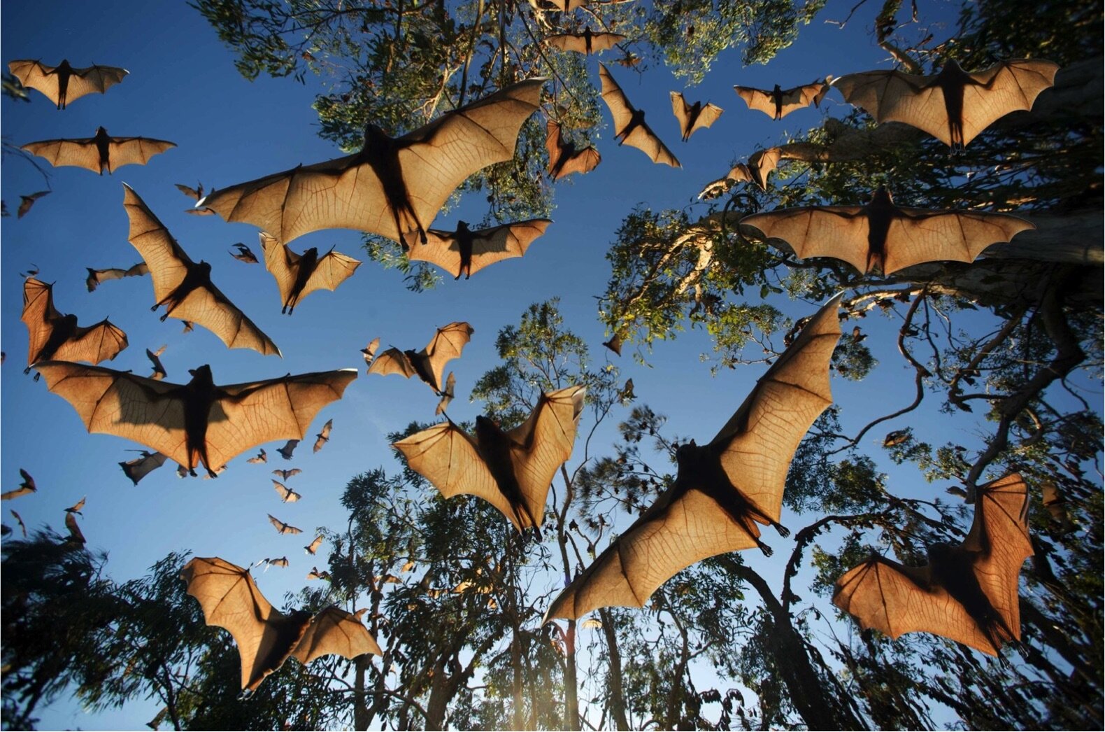 Bats by Parish